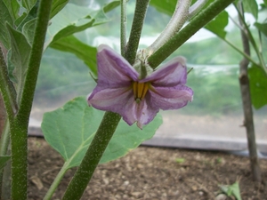 auberginebloem