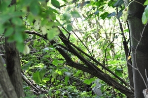 DSC_0042