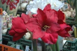 (Tulpen)bloemen uit Amsterdam