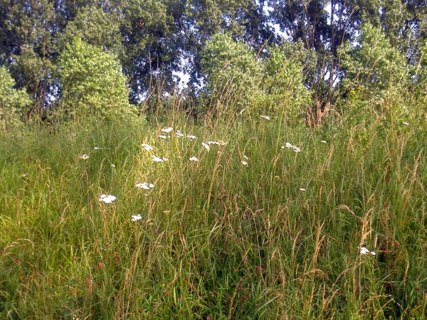 DSCF6527