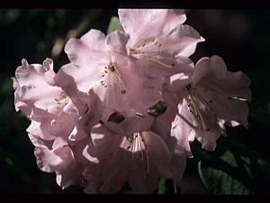 Botanische Tuin Kew (Londen)