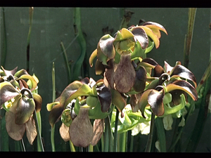 Botanische Tuin Kew (Londen)