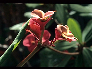 Botanische Tuin Kew (Londen)