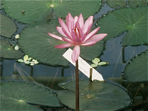 Botanische Tuin Kew (Londen)