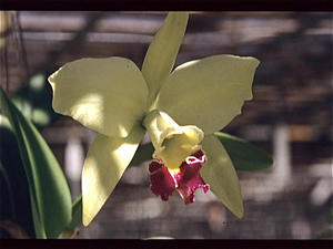 Botanische Tuin Kew (Londen)