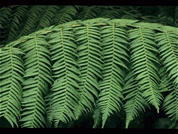 Botanische Tuin Kew (Londen)