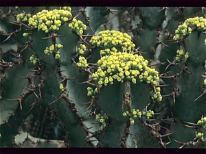 Botanische Tuin Kew (Londen)