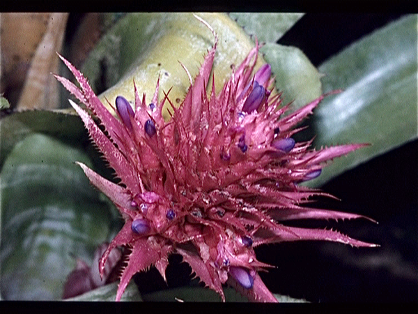 Botanische Tuin Kew (Londen)