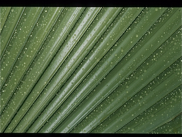 Botanische Tuin Kew (Londen)