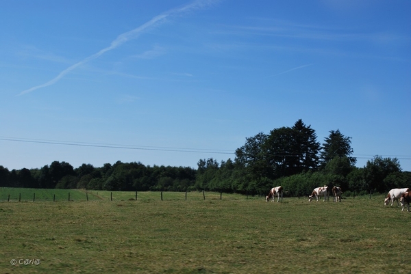 2010-07-08 D1 Vosselaar-Vesoul (4)
