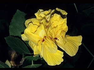 Vlindertiun in Oost-Jutland  (Denemarken)