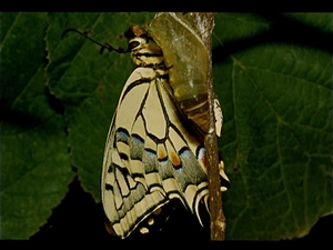 Vlindertiun in Oost-Jutland  (Denemarken)