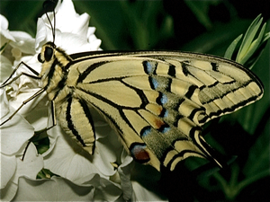 Vlindertiun in Oost-Jutland  (Denemarken)