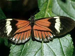 Vlindertuin in Oost-Jutland  (Denemarken)