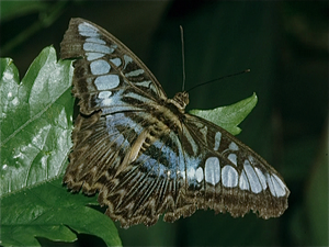 Vlindertuin in Oost-Jutland  (Denemarken)