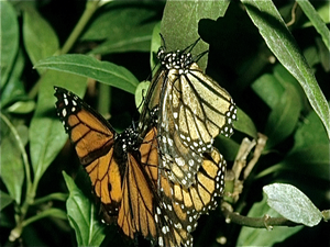 Vlindertuin in Oost-Jutland  (Denemarken)