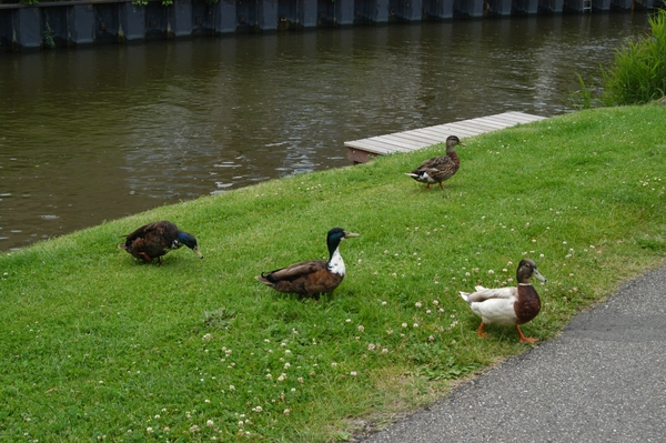 Eendjes bij het Damsterdiep