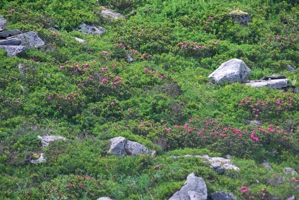 2010-07-11 D4 Courchevel (111)