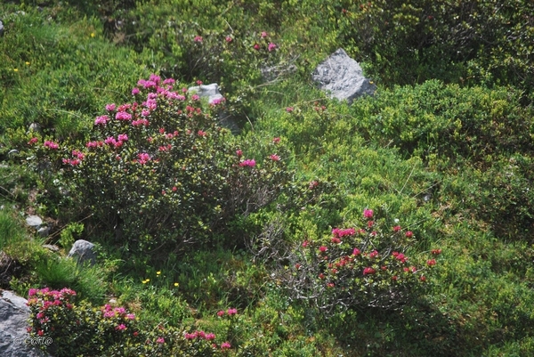 2010-07-11 D4 Courchevel (56)