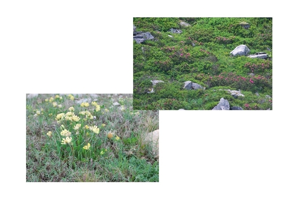 bloemen_2