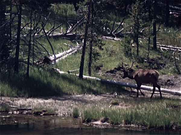 Yellowstone Park (Wyoming USA)