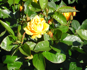 PDVD_160