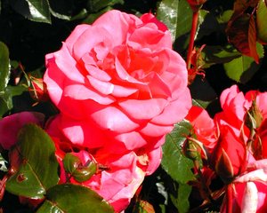 PDVD_161