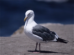 Santa Barbara