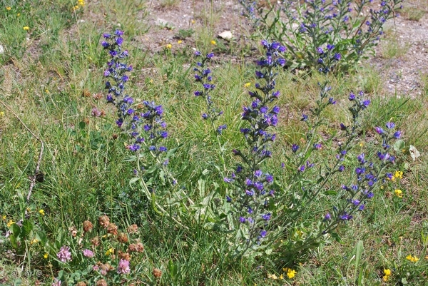 2010-07-12 D5 Val d' Isere  (26)