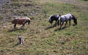 2010-07-13 D6 La Plagne (103)