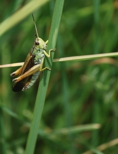 2010-07-13 D6 La Plagne (135)