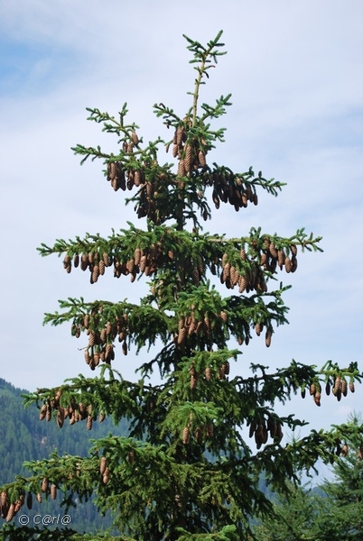 2010-07-13 D6 La Plagne (55)