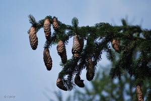 2010-07-13 D6 La Plagne (69)