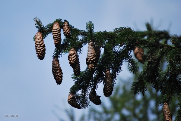 2010-07-13 D6 La Plagne (69)