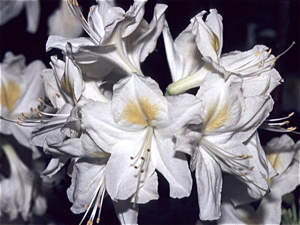 Piazzale Michelangelo