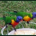 Rainbow Lorrikeets