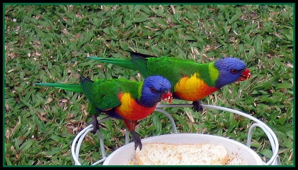 vogels rainbow-lorrikeets Australie Queensland