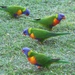 Rainbow Lorrikeets