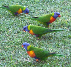 Rainbow Lorrikeets