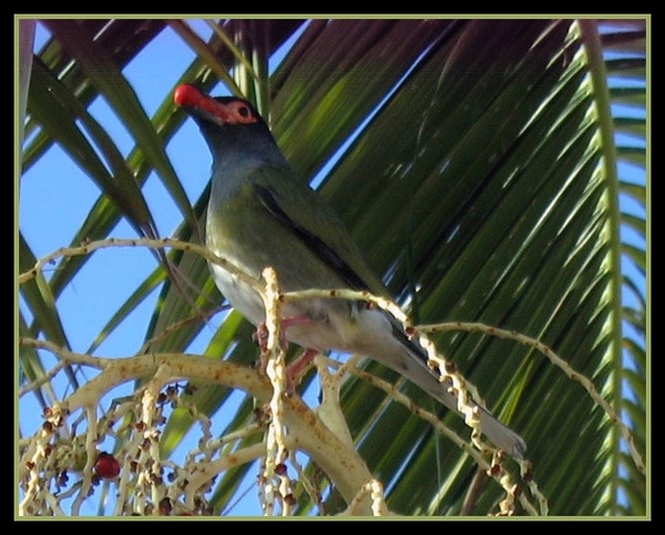 Vijgvogel, Queensland, Australie