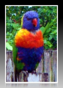 Rainbow Lorrikeet 2