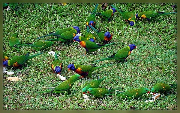 Vogels,Rainbow Lorrikeets,Australie,