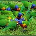 Rainbow Lorrikeets,