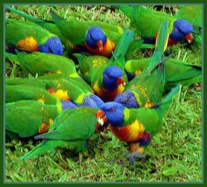 Rainbow Lorrikeets,