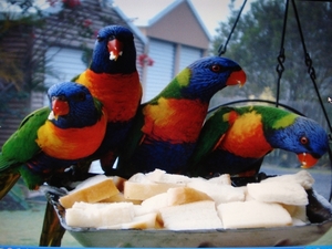 Rainbow Lorrikeets