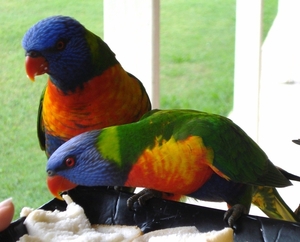 Rainbow Lorrikeets