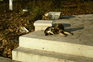 DSC00361