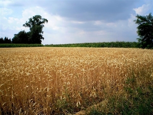 Op de hoogten ; tarwe en