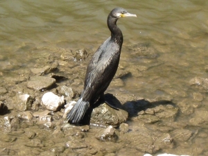 frankenland 2009 054