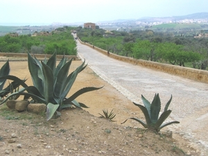 scarabeo39